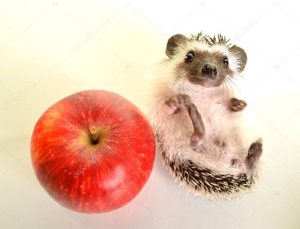 A cute little hedgehog with apple