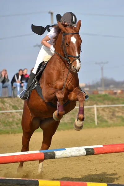 Cavallo alla competizione di salto — Foto Stock