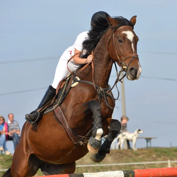 Caballo en competición de salto —  Fotos de Stock