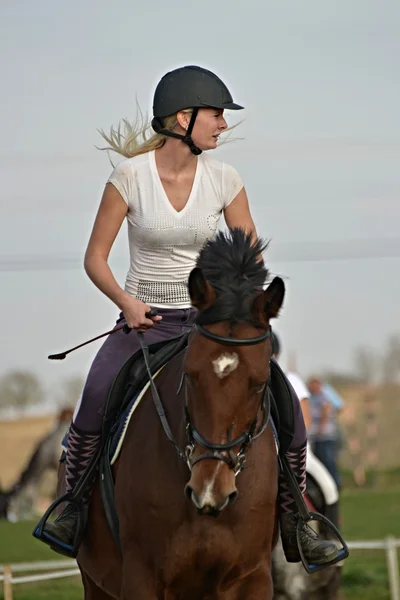 Koń na konkurs skoków — Zdjęcie stockowe