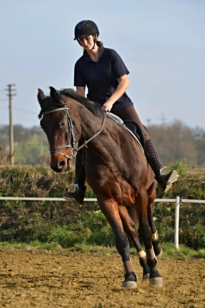 Paard op springconcours — Stockfoto