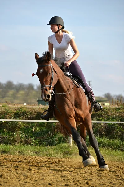 Caballo en competición de salto — Foto de Stock