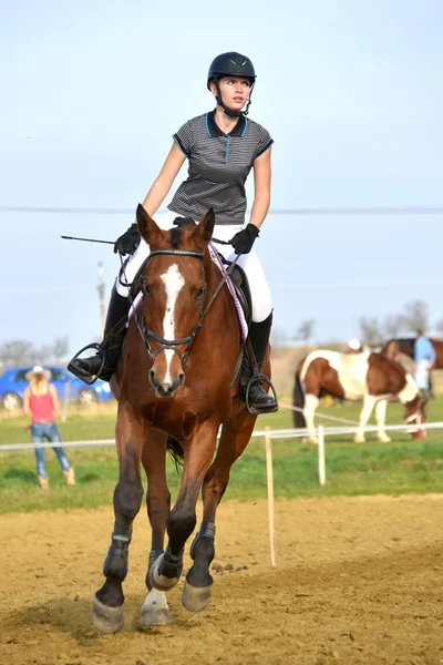 Paard op springconcours — Stockfoto