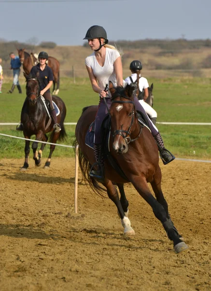 Caballo en competición de salto — Foto de Stock