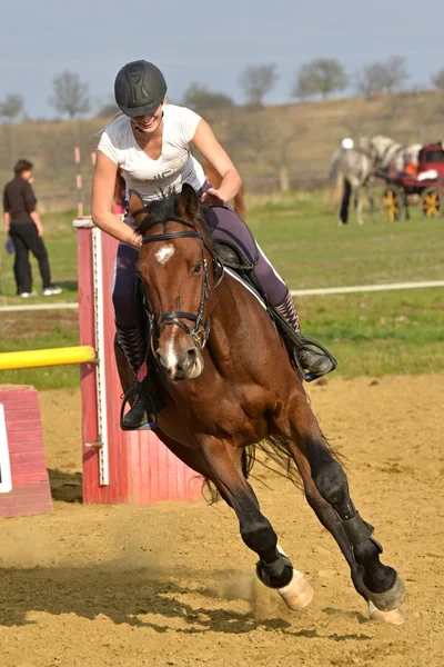 Caballo en competición de salto —  Fotos de Stock