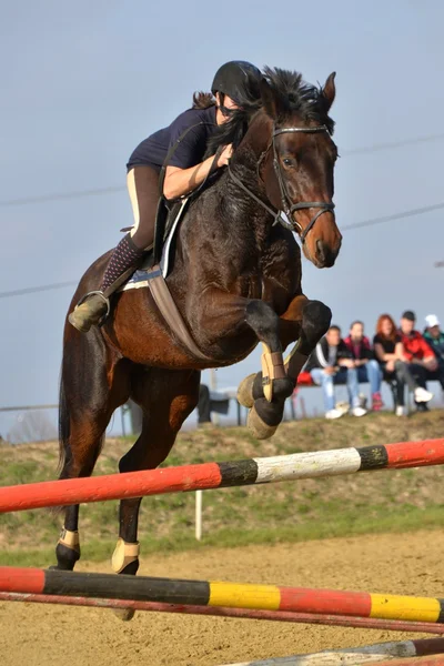 Caballo en competición de salto — Foto de Stock