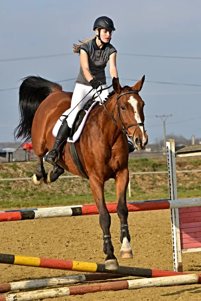 Конь на соревнованиях по прыжкам — стоковое фото