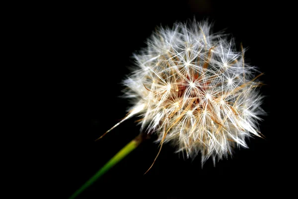 Macro de um dente-de-leão com uma semente saindo do lado — Fotografia de Stock