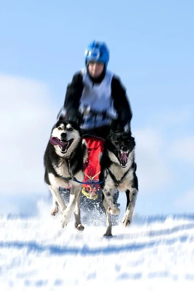主人在冬天躲在雪橇在雪地上拉雪橇狗赛跑 — 图库照片