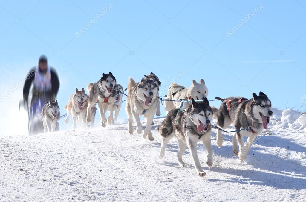 Musher hiding behind sleigh at sled dog race on snow in winter