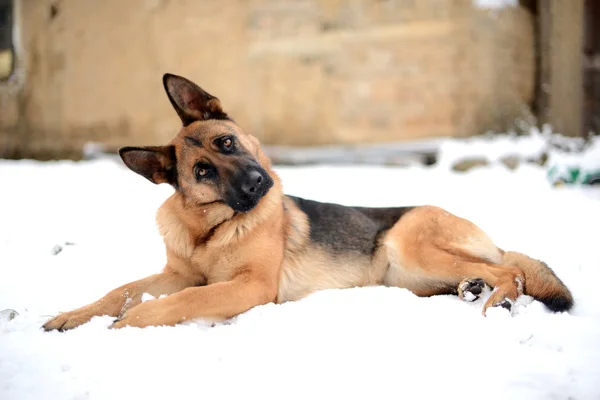 Pastore tedesco nella neve — Foto Stock