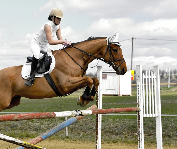 Horse show jumping — Stock Photo, Image