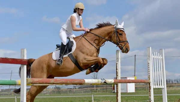 Koń skoki — Zdjęcie stockowe