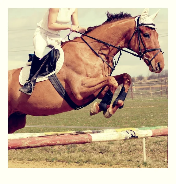 โชว์ม้ากระโดด — ภาพถ่ายสต็อก