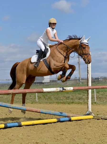 Koń skoki — Zdjęcie stockowe