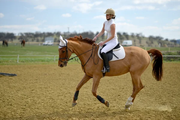 Caballo en competición de salto — Foto de Stock