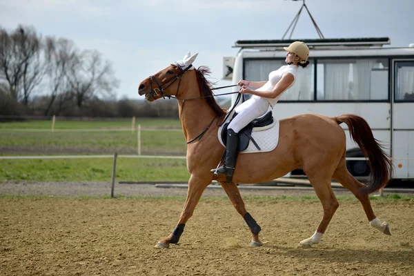 Paard op springconcours — Stockfoto