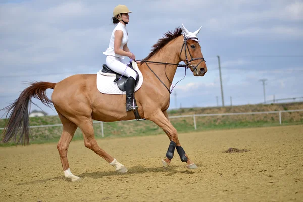 Paard op springconcours — Stockfoto