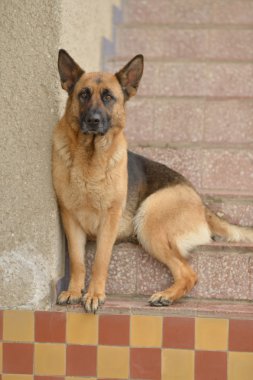 Alman çoban köpeği.