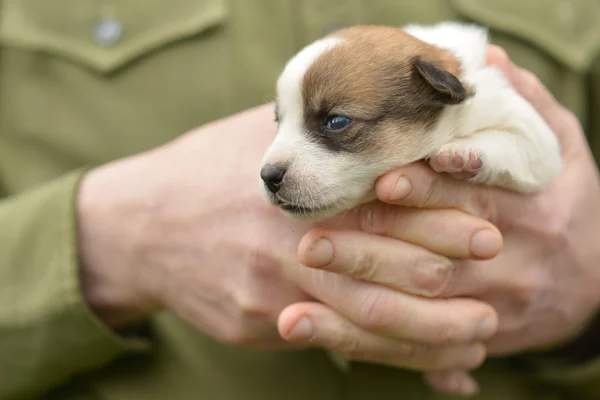 Cachorro jack russel en las manos — Foto de Stock