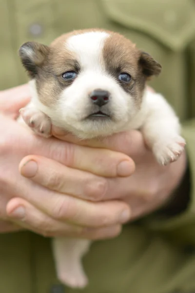 Puppy Jack Russel in hands — Stock Photo, Image