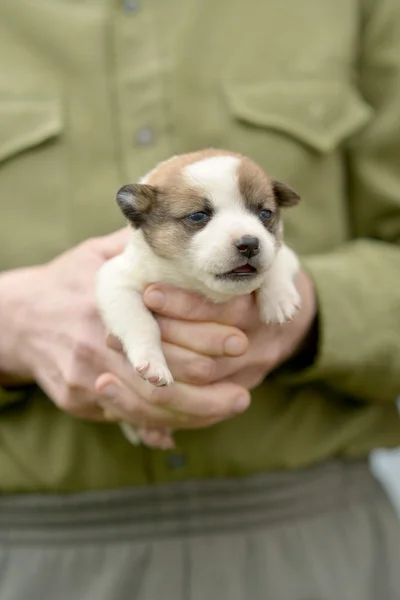 Filhote de cachorro Jack Russel em mãos — Fotografia de Stock
