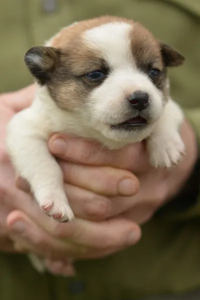 Puppy Jack Russel in hands — Stock Photo, Image