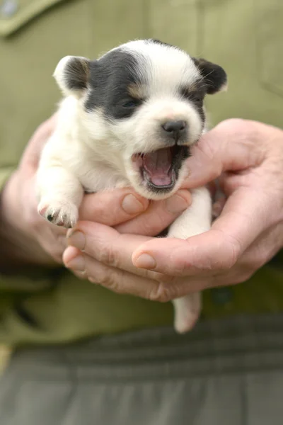 Cachorro jack russel en las manos — Foto de Stock