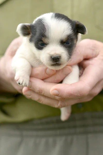 Puppy Jack Russel i hænderne - Stock-foto