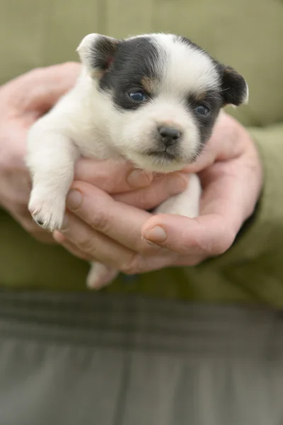 Štěně jack russel v rukou — Stock fotografie