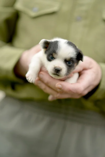 Cachorro jack russel en las manos — Foto de Stock