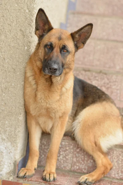 Cão pastor alemão — Fotografia de Stock