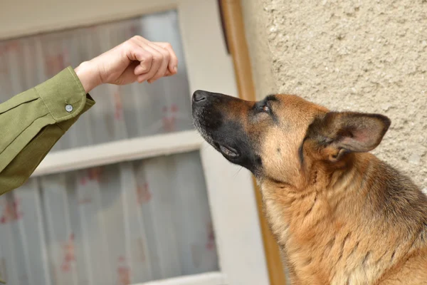 Cão pastor alemão — Fotografia de Stock