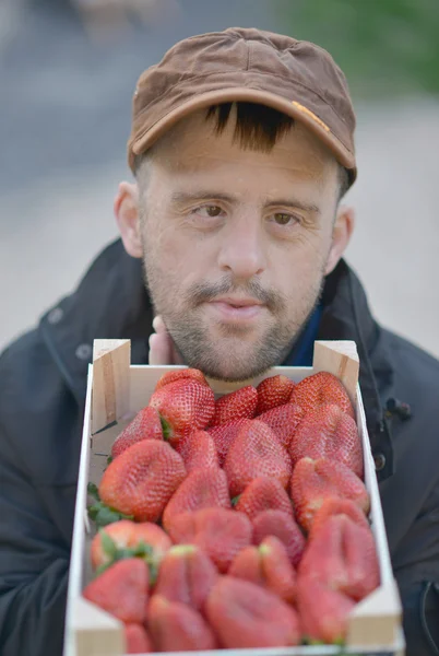 Hombre y fresas —  Fotos de Stock