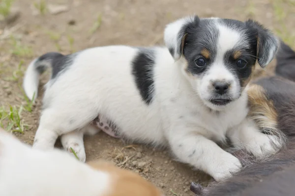 Chihuahua puppy — Stock Photo, Image