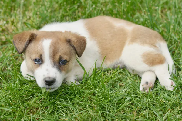 Chihuahua pup — Stockfoto