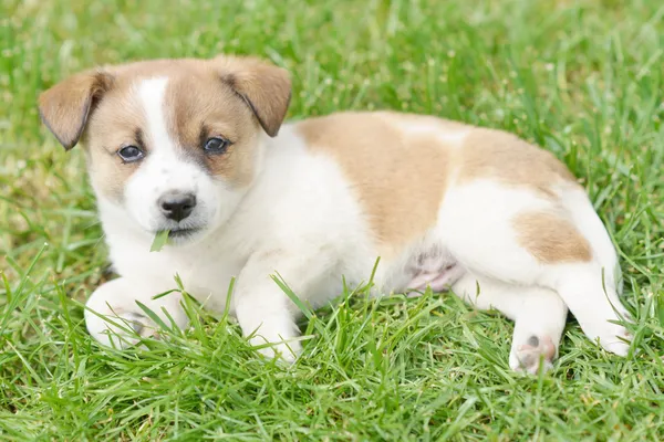 Chihuahua pup — Stockfoto