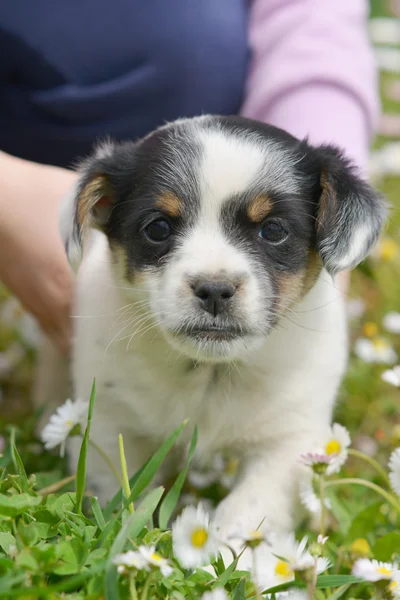 Chihuahua puppy — Stock Photo, Image