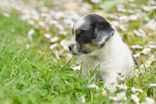 Chihuahua puppy — Stock Photo, Image