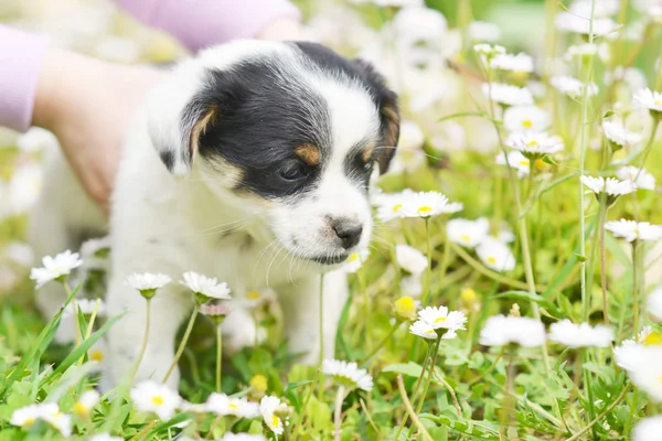 Welpen — Stockfoto