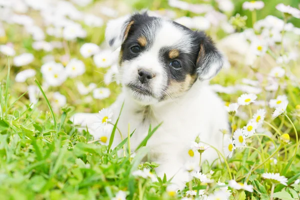 Chihuahua puppy — Stock Photo, Image