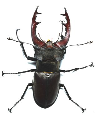 Stag beetle