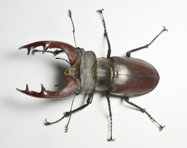 Stag beetle