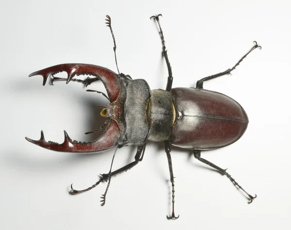 Stag beetle — Zdjęcie stockowe