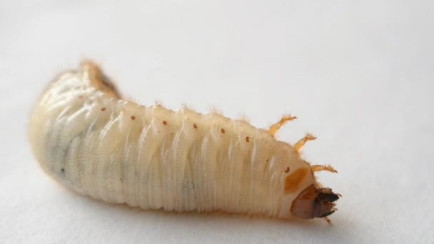 Larva amarilla grande — Vídeo de stock