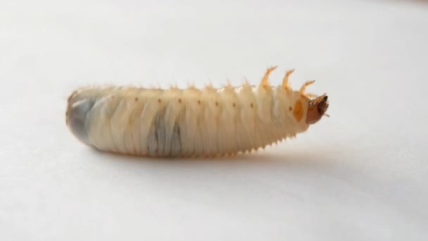 Larva amarilla grande — Vídeo de stock