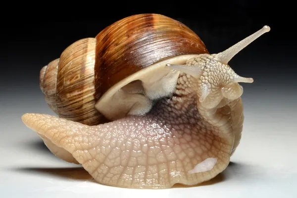 Caracol de jardín, Helix aspersa — Foto de Stock