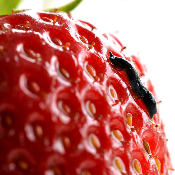 Small slug on a fresh strawberry