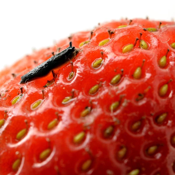 Pequena lesma em um morango fresco — Fotografia de Stock