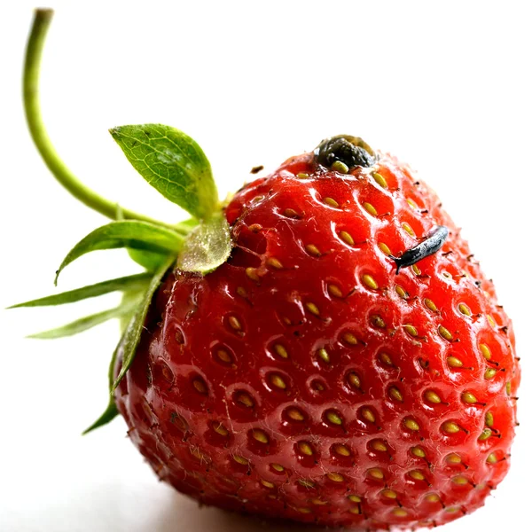 Small slug on a fresh strawberry — Stock Photo, Image